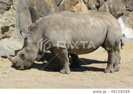 シロサイ 49158288