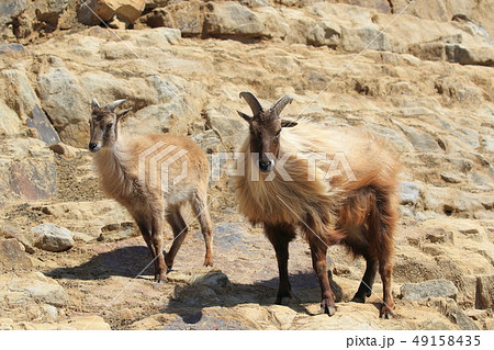 ヒマラヤタール 49158435