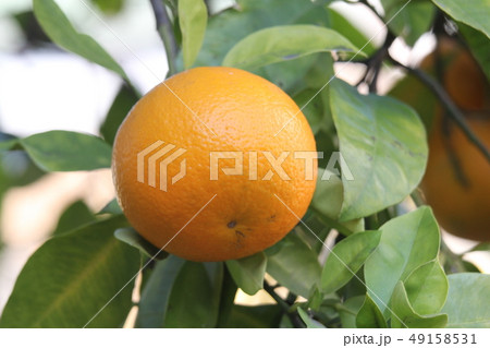 ダイダイ 49158531