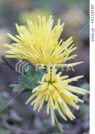 ショクヨウギク 49158580