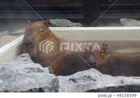 温泉に入るカピバラの写真素材