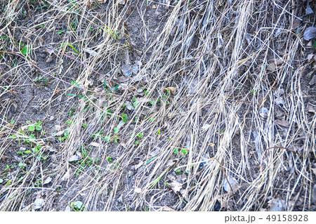 Soil covered dry grass in garden. 49158928