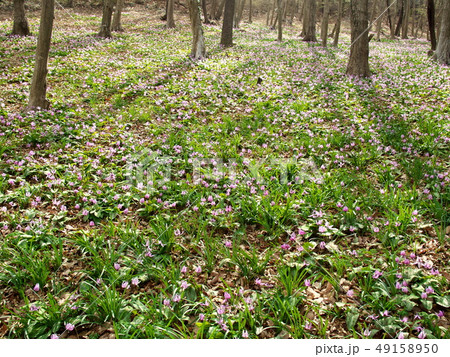 みかも山公園 かたくりの園の写真素材