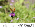 花に留まる蝶 49159081