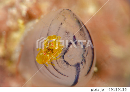 ホヤカクレエビ ホヤカクレエビ 49159136