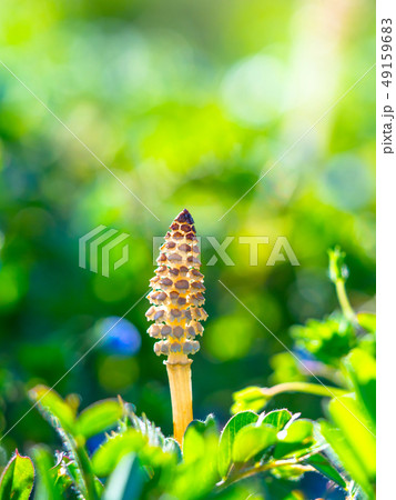 土筆 土筆 49159683