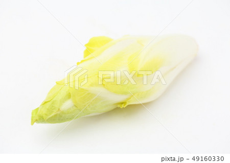 チコリ チコリ 49160330