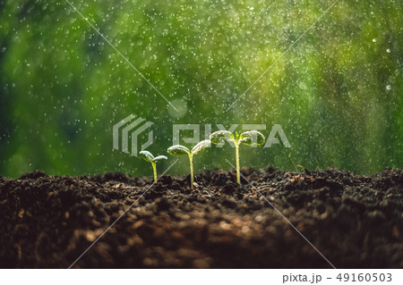 Growth Trees concept seedlings nature background B 49160503