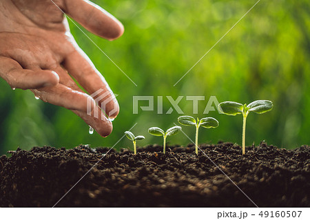 Growth Trees concept seedlings nature background B Growth Trees concept seedlings nature background B 49160507