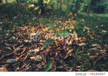 Tea leaves Tea leaves in nature Deep green Tea leaves Tea leaves in nature Deep green 49160687