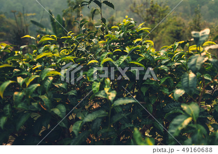 Tea leaves Tea leaves in nature Deep green Tea leaves Tea leaves in nature Deep green 49160688