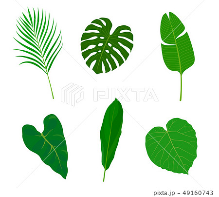 Tropical Leaves Illustration Set Stock Illustration