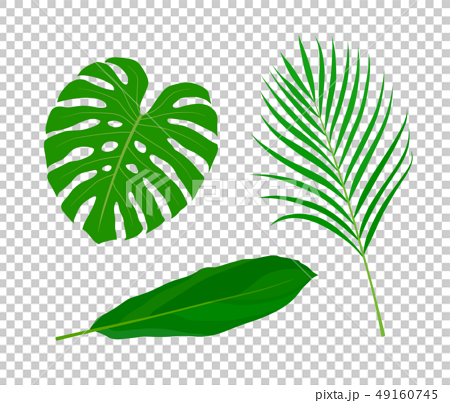 Tropical Leaves Illustration Set Stock Illustration
