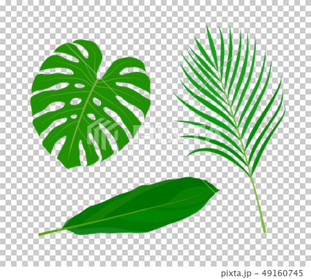 Tropical Leaves Illustration Set Stock Illustration