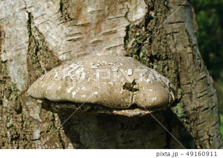 Birch polypore bracket fungus on birch tree Birch polypore bracket fungus on birch tree 49160911