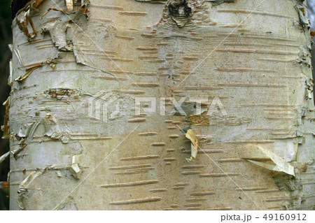 Birch tree trunk Birch tree trunk 49160912