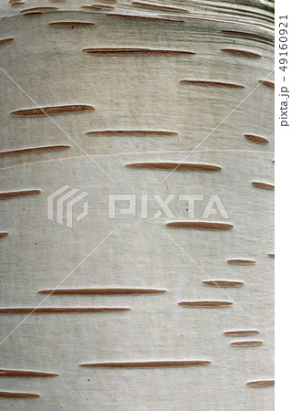 Birch tree trunk 49160921
