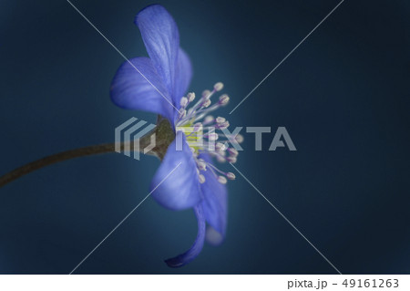 Hepatica Nobilis early blooming spring flowers 49161263