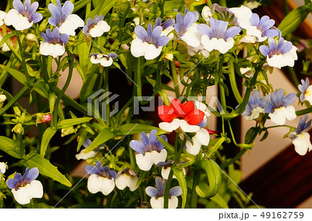メネシア 白色青色花 メネシア 白色青色花 49162759