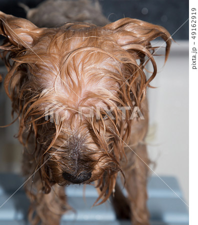Little wet Yorkshire terrier after the bath 49162919