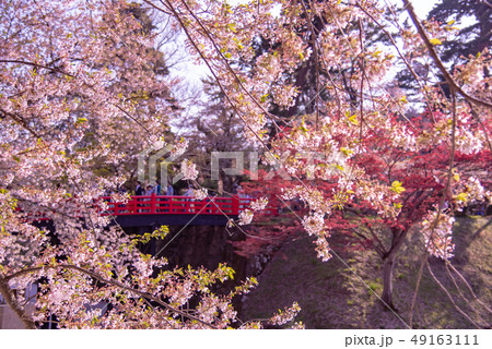 青森 弘前城の桜 赤い橋 下乗橋 お花見を楽しむ人たち 青森 弘前城の桜 赤い橋 下乗橋 お花見を楽しむ人たち 49163111