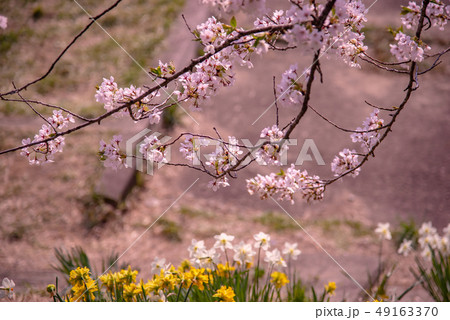 秋田県　仙北市　角館　桧木内川堤の桜 49163370