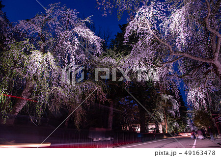 秋田県　仙北市　角館　しだれ桜のライトアップ 49163478
