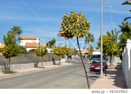 Empty street of Torrevieja 49163902