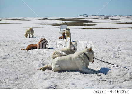 Dog sledge having a stop Dog sledge having a stop 49165055