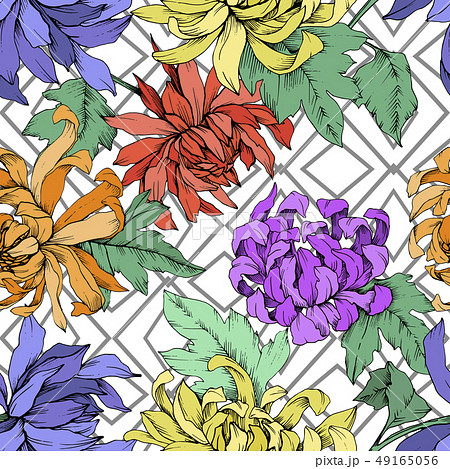 Vector Chrysanthemum floral botanical flowers. Engraved ink art. Seamless background pattern. Vector Chrysanthemum floral botanical flowers. Engraved ink art. Seamless background pattern. 49165056
