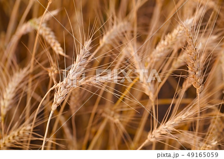 Wheat field detail 49165059