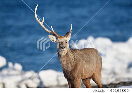流氷が残る海岸に現れたエゾシカ(北海道) 流氷が残る海岸に現れたエゾシカ(北海道) 49165309