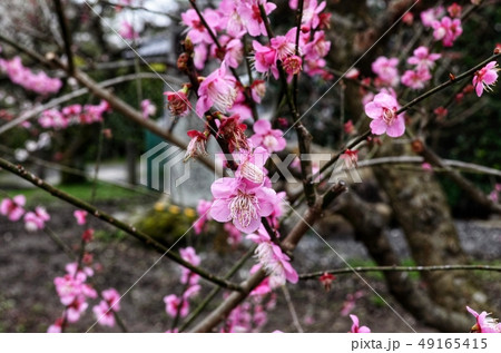 北野天満宮の梅 北野天満宮の梅 49165415
