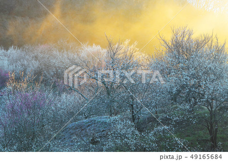 日の出の梅林 49165684