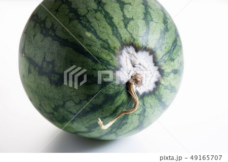 Whole watermelon with mold 49165707