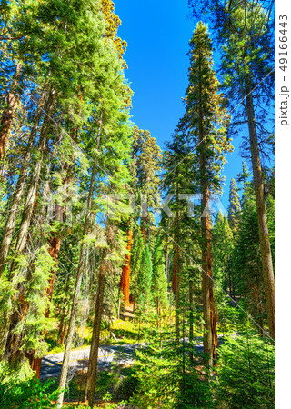 Forest of ancient sequoias in Yosemeti National Forest of ancient sequoias in Yosemeti National 49166443