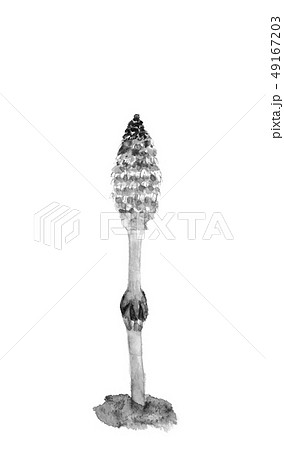 ツクシ 土筆 水墨画 墨 ツクシ 土筆 水墨画 墨 49167203