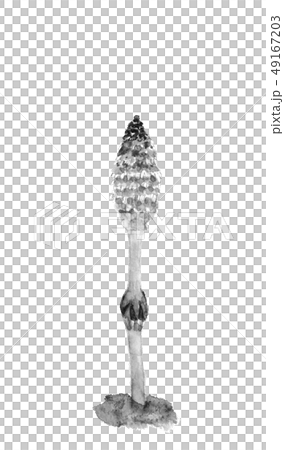 ツクシ 土筆 水墨画 墨 ツクシ 土筆 水墨画 墨 49167203