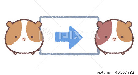 モルモット右矢印 49167532