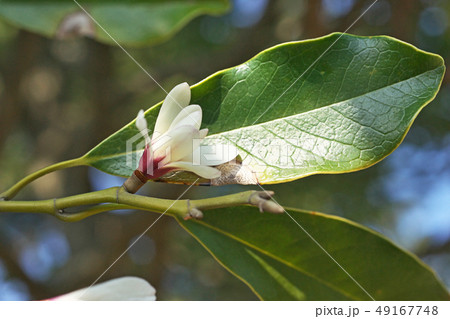 白いオガタマノキの花 49167748