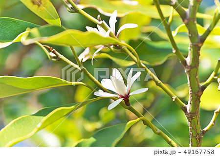 白いオガタマノキの花 白いオガタマノキの花 49167758