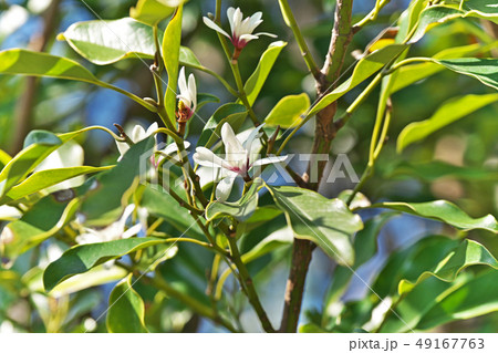 白いオガタマノキの花（春、三月） 49167763