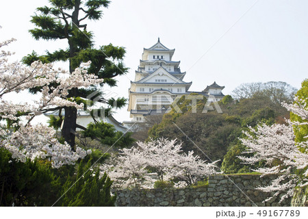 桜の姫路城 49167789