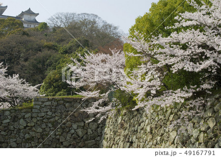 桜の姫路城 桜の姫路城 49167791