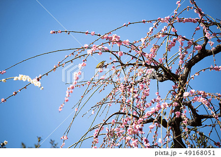 メジロと梅 城南宮 メジロと梅 城南宮 49168051