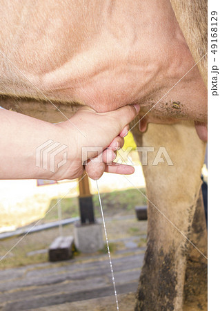 【酪農】牛の乳搾り 49168129