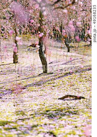 城南宮　梅の花 49168235