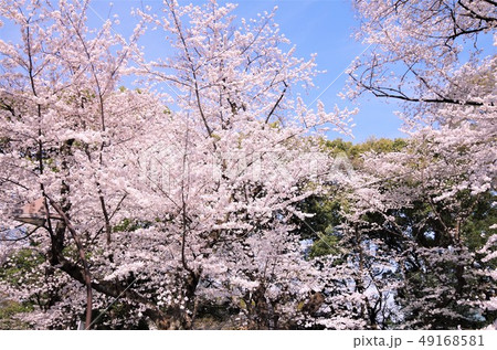 桜が見頃を迎えた春の上野恩賜公園 【東京都・台東区】 49168581