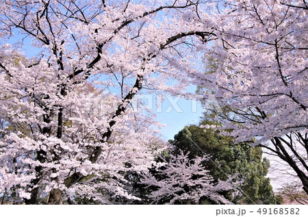 桜が見頃を迎えた春の上野恩賜公園 【東京都・台東区】 49168582