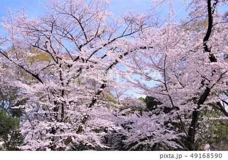 桜が見頃を迎えた春の上野恩賜公園 【東京都・台東区】 49168590